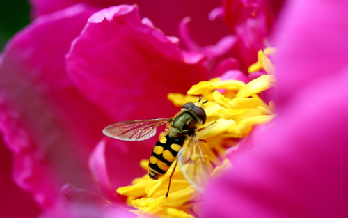 Miscellaneous-3312.jpg