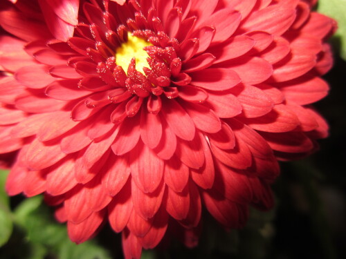 Miscellaneous-2211.jpg