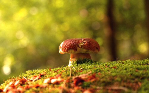 Miscellaneous-1212.jpg