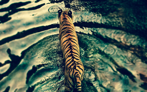 4k Ultra Hd Wallpaper clubwallpapers(303)