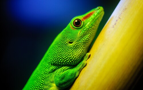 4k Ultra Hd Wallpaper clubwallpapers(414)