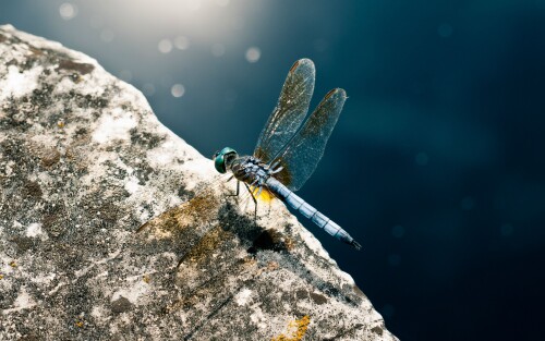 4k Ultra Hd Wallpaper clubwallpapers(422)