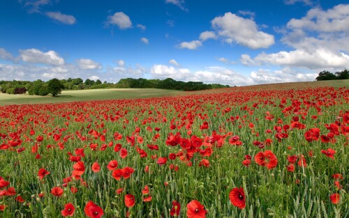 4k Ultra Hd Wallpaper clubwallpapers(447)