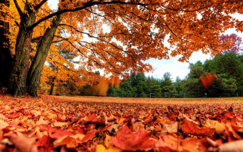 4k Ultra Hd Wallpaper clubwallpapers(460)