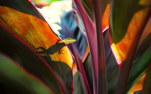 4k Ultra Hd Wallpaper clubwallpapers(480)