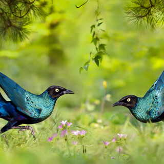 Bing-HD-Wallpaper-22