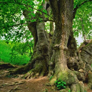 Bing-HD-Wallpaper-61