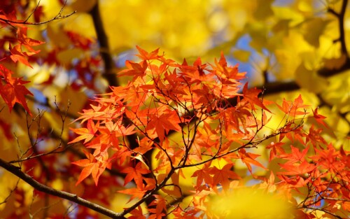 Miscellaneous-1175.jpg