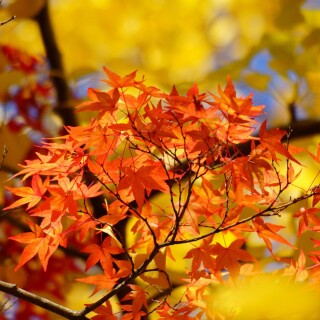 Miscellaneous-1175
