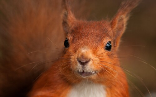 Miscellaneous (1215)