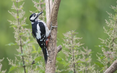 Miscellaneous (1697)