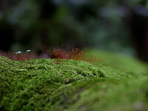 Miscellaneous-2958.jpg