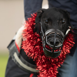 holly---DSC06567