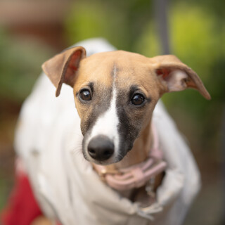holly---DSC06630
