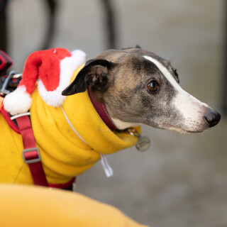 holly---DSC06639