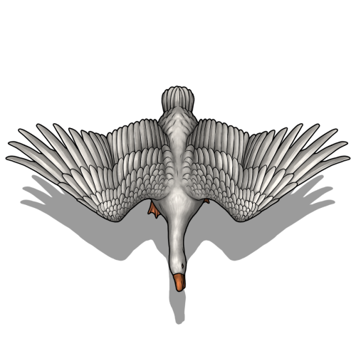 4nzb9du.png