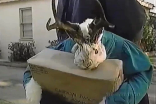 anyone-else-remember-the-jackalope-skit-on-afhv-it-used-to-v0-i73m1lf0x9fa1.webp