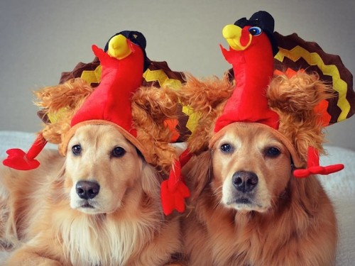 thanksgiving-dogs.jpg