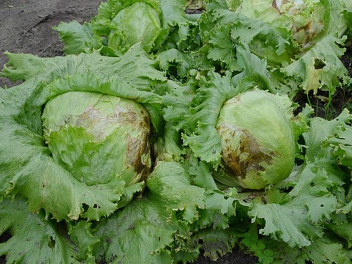 File source: http://commons.wikimedia.org/wiki/File:Iceberg_lettuce_(IJssla_krop)_bolrot.jpg