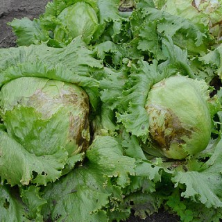 04-iceberg-lettuce