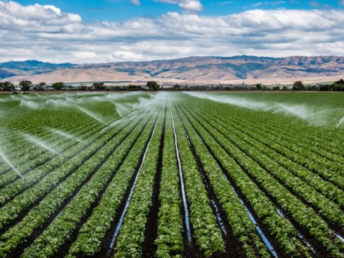 09-irrigation.jpg