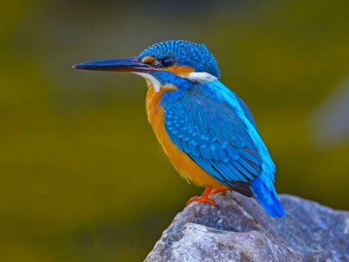 11-kingfisher.jpg