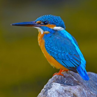 11-kingfisher