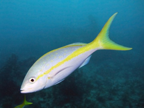 25-yellowtail.jpg